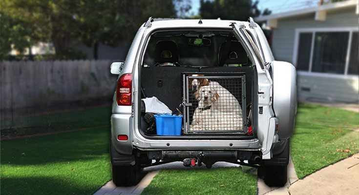 The Best Pet Transports in the Market